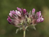 Anthyllis vulneraria ssp arundana 17, Saxifraga-Willem van Kruijsbergen