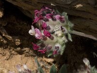 Anthyllis vulneraria ssp arundana 2, Saxifraga-Willem van Kruijsbergen