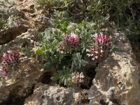 Anthyllis vulneraria ssp arundana 5, Saxifraga-Jan van der Straaten
