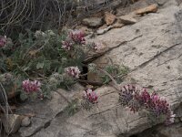Anthyllis vulneraria ssp arundana 6, Saxifraga-Willem van Kruijsbergen
