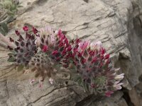 Anthyllis vulneraria ssp arundana 7, Saxifraga-Jan van der Straaten
