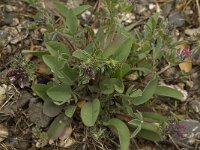 Anthyllis vulneraria ssp arundana 9, Saxifraga-Willem van Kruijsbergen