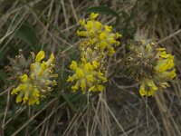 Anthyllis vulneraria ssp carpatica 1, Saxifraga-Willem van Kruijsbergen