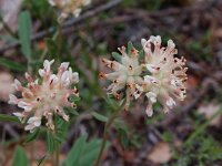 Anthyllis vulneraria ssp forondae 1, Saxifraga-Willem van Kruijsbergen