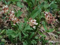 Anthyllis vulneraria ssp forondae 2, Saxifraga-Willem van Kruijsbergen