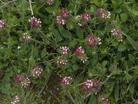 Anthyllis vulneraria ssp lusitanica 10, Saxifraga-Willem van Kruijsbergen