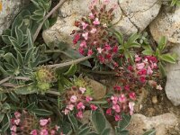 Anthyllis vulneraria ssp lusitanica 11, Saxifraga-Jan van der Straaten