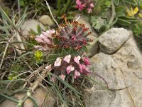 Anthyllis vulneraria ssp lusitanica 2, Saxifraga-Jan van der Straaten