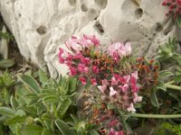 Anthyllis vulneraria ssp lusitanica 3, Saxifraga-Jan van der Straaten