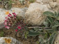 Anthyllis vulneraria ssp lusitanica 4, Saxifraga-Jan van der Straaten