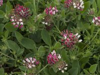 Anthyllis vulneraria ssp lusitanica 5, Saxifraga-Willem van Kruijsbergen
