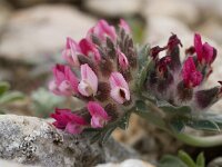 Anthyllis vulneraria ssp lusitanica 8, Saxifraga-Willem van Kruijsbergen