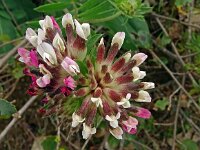 Anthyllis vulneraria ssp praepropera 2, Saxifraga-Hans Grotenhuis