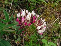 Anthyllis vulneraria ssp praepropera 3, Saxifraga-Hans Grotenhuis