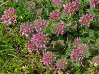 Anthyllis vulneraria ssp praepropera 6, Saxifraga-Hans Grotenhuis