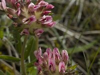 Anthyllis vulneraria ssp rubriflora 1, Saxifraga-Marijke Verhagen