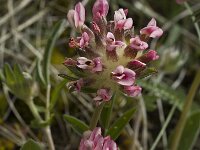 Anthyllis vulneraria ssp rubriflora 2, Saxifraga-Marijke Verhagen