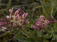Anthyllis vulneraria ssp rubriflora 3, Saxifraga-Marijke Verhagen