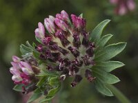Anthyllis vulneraria ssp rubriflora 5, Saxifraga-Willem van Kruijsbergen