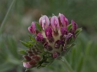 Anthyllis vulneraria ssp rubriflora 6, Saxifraga-Willem van Kruijsbergen