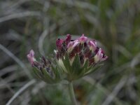 Anthyllis vulneraria ssp rubriflora 7, Saxifraga-Willem van Kruijsbergen
