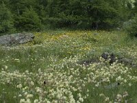 Anthyllis vulneraria ssp valesiaca 3, Saxifraga-Willem van Kruijsbergen