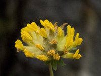 Anthyllis vulneraria ssp vulneraria 1, Wondklaver, Saxifraga-Willem van Kruijsbergen