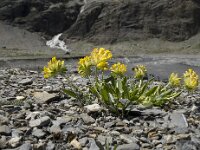 Anthyllis vulneraria ssp vulneraria 11, Wondklaver, Saxifraga-Willem van Kruijsbergen