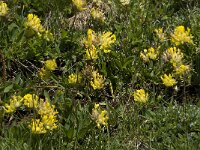 Anthyllis vulneraria ssp vulneraria 12, Wondklaver, Saxifraga-Willem van Kruijsbergen