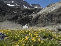 Anthyllis vulneraria ssp vulneraria 13, Wondklaver, Saxifraga-Willem van Kruijsbergen