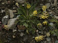 Anthyllis vulneraria ssp vulneraria 15, Wondklaver, Saxifraga-Willem van Kruijsbergen