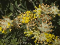 Anthyllis vulneraria ssp vulneraria 4, Wondklaver, Saxifraga-Marijke Verhagen