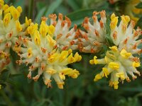 Anthyllis vulneraria ssp vulneraria 5, Wondklaver, Saxifraga-Willem van Kruijsbergen