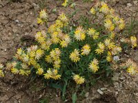 Anthyllis vulneraria ssp vulneraria 7, Wondklaver, Saxifraga-Willem van Kruijsbergen