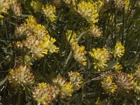 Anthyllis vulneraria ssp vulneraria 8, Wondklaver, Saxifraga-Marijke Verhagen