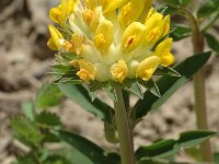 Anthyllis vulneraria ssp vulneraria 9, Wondklaver, Saxifraga-Jan van der Straaten