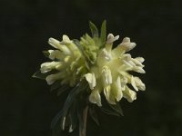 Anthyllis vulneraria ssp vulnerarioides 1, Saxifraga-Jan van der Straaten
