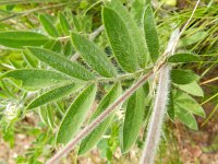 Anthyllis vulneraria polyphylla 50, Saxifraga-Rutger Barendse