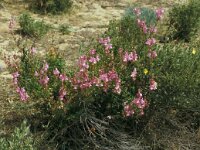 Antirrhinum boissieri 2, Saxifraga-Jan van der Straaten