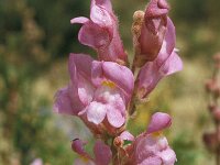 Antirrhinum boissieri 3, Saxifraga-Jan van der Straaten