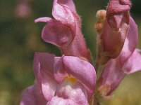 Antirrhinum boissieri 4, Saxifraga-Jan van der Straaten