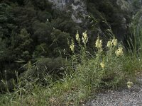 Antirrhinum braun-blanquetii 3, Saxifraga-Willem van Kruijsbergen