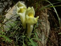 Antirrhinum braun-blanquetii 6, Saxifraga-Ed Stikvoort : Poncebos - Cordiñanes de Valdeón s9900