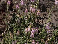 Antirrhinum charidemi 4, Saxifraga-Jan van der Straaten