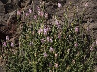 Antirrhinum charidemi 5, Saxifraga-Willem van Kruijsbergen