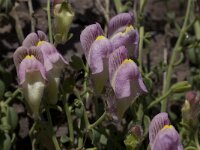 Antirrhinum charidemi 7, Saxifraga-Willem van Kruijsbergen