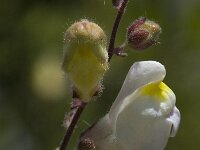Antirrhinum graniticum 2, Saxifraga-Jan van der Straaten