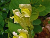 Antirrhinum latifolium 10, Saxifraga-Hans Grotenhuis