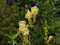 Antirrhinum latifolium 11, Saxifraga-Hans Grotenhuis
