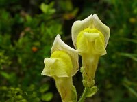 Antirrhinum latifolium 12, Saxifraga-Hans Grotenhuis